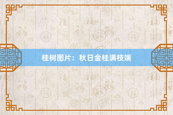 桂树图片：秋日金桂满枝端