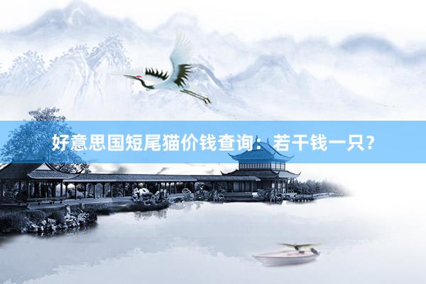 好意思国短尾猫价钱查询:若干钱一只?